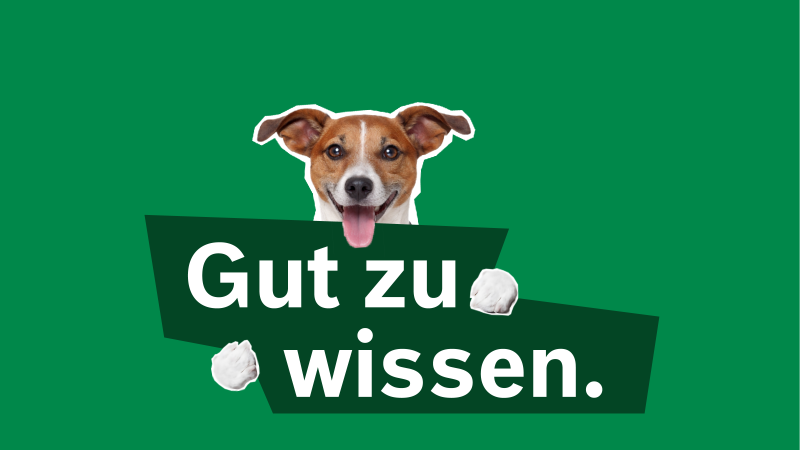 Hund