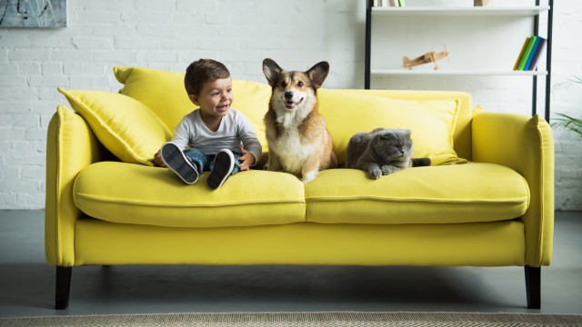 Entzückender Junge mit walisischem Corgi-Hund und schottischer Faltkatze sitzt zu Hause auf gelbem Sofa