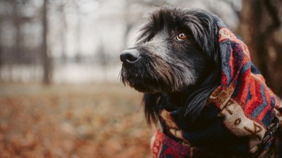 Graue Mischlingshündin im Freien in Schal gehüllt