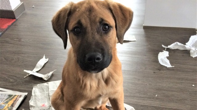 Hund mit zerrissener Zeitung