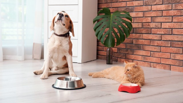 Hund und Katze vor Fressnapf