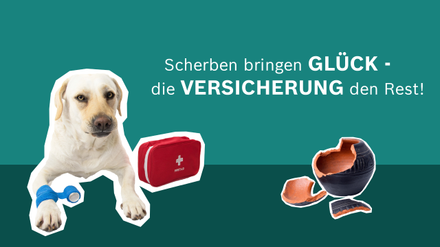 Hund mit Verband
